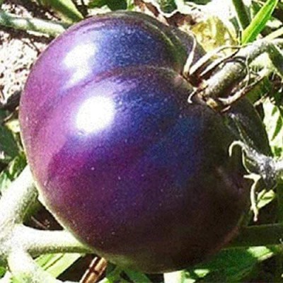 VibeX ® VXI-838 Giant Purple Tomato Seeds Seed(200 per packet)