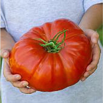 CYBEXIS XLL-86 - Steakhouse Tomato - (1350 Seeds) Seed(1350 per packet)