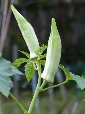 VibeX ® RXI-402 Native White broad Okra seeds Seed(100 per packet)