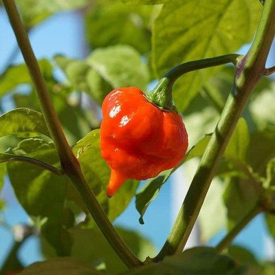VibeX ® VLR-812 Non-GMO Naga Viper Chilli Seeds Seed(200 per packet)