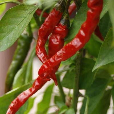 CYBEXIS NDIR-17 - Non-GMO Cayenne Pepper Chilli - (150 Seeds) Seed(150 per packet)