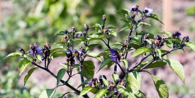 VibeX ® LXI-934 BLACK SCORPION TONGUE Chilli Seeds Seed(200 per packet)