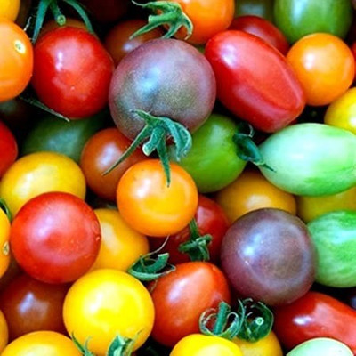 VibeX ® VLR-1091 Cherry Tomato Mix Seeds Colours Blend Seed(200 per packet)