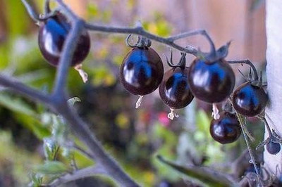 VibeX ® VMR-1148 HEIRLOOM PURPLE TOMATO SEEDS Seed(200 per packet)