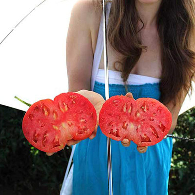 WILLVINE XLL-1003 Dutchman Tomato Seeds -1000 Seeds Seed(1000 per packet)