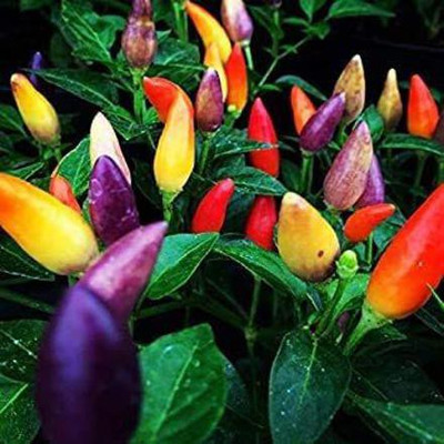 CYBEXIS VXI-36 - Exotic Multicolored Peppers Chilli - (1350 Seeds) Seed(1350 per packet)