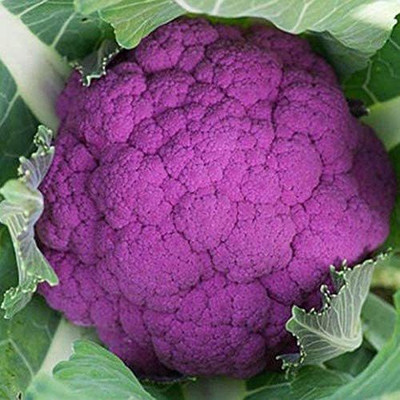 CYBEXIS GBPUT-61 - Graffiti F1 Hybrid Purple Cauliflower - (150 Seeds) Seed(150 per packet)