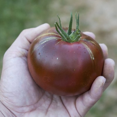 VibeX XLR-40 - Black Prince Tomato Non GMO - (1350 Seeds) Seed(1350 per packet)