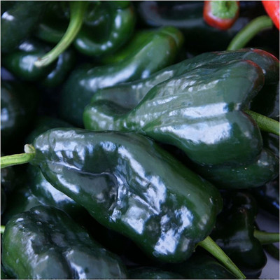 VibeX VVI-4 - Ancho Grande Pepper Chilli - (1350 Seeds) Seed(1350 per packet)