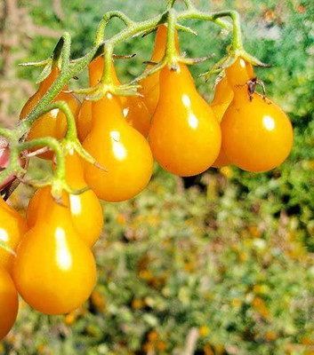 WILLVINE HAU-746 Yellow Pear Tomato Seeds-1000 Seeds Seed(1000 per packet)