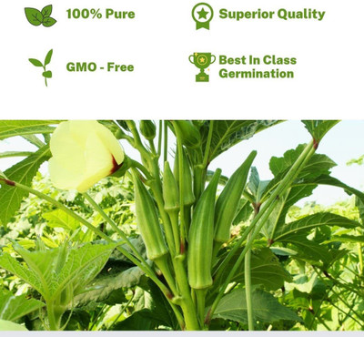 VibeX XL-12 - Lady Finger/Okra Quick Germination - (450 Seeds) Seed(450 per packet)