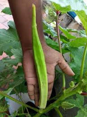 WILLVINE XLL-444 Elephant Tusk Okra Seeds Seed(100 per packet)