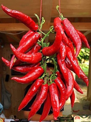VibeX TLX-41 - Chili Pepper Fire Hot - (1350 Seeds) Seed(1350 per packet)