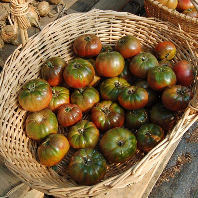 CYBEXIS GUA-49 - Cherokee Purple Slicing Tomato - (150 Seeds) Seed(150 per packet)