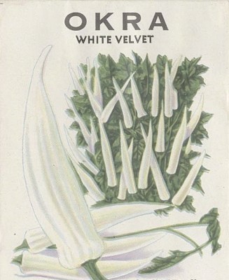 VibeX ® VXI-383 White Okra (Benda) Desi Vegetable Seeds Seed(100 per packet)