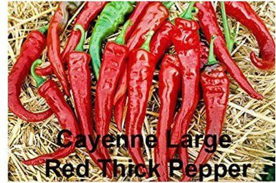 VibeX XLL-18 - Cayenne Large Thick Chilli - (1350 Seeds) Seed(1350 per packet)