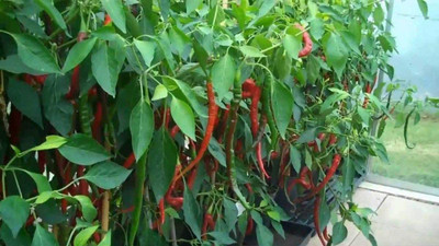WILLVINE NDIR-942 Long Cayenne Hot Pepper Chilli Seeds Calabria Italy Seed(200 per packet)