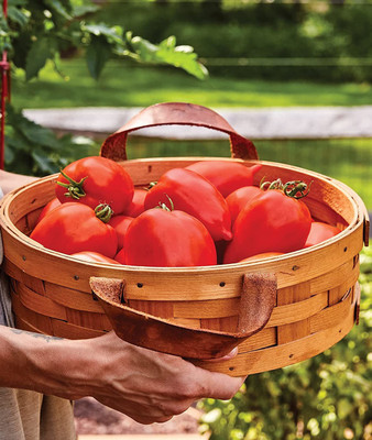 VibeX PUAS-77 - Big Mama Large Red Paste Tomato - (1350 Seeds) Seed(1350 per packet)