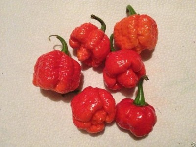 VibeX ® XLR-814 Trinidad Moruga Scorpion Chilli WORLD'S HOTTEST Seed(200 per packet)