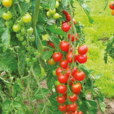CYBEXIS KGF -37 - Super Sweet Small Cherry-Sized Tomato - (1350 Seeds) Seed(1350 per packet)