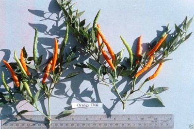 VibeX GUA-83 - Orange Thai Chili/Chilli Pepper Very Rare ! - (150 Seeds) Seed(150 per packet)