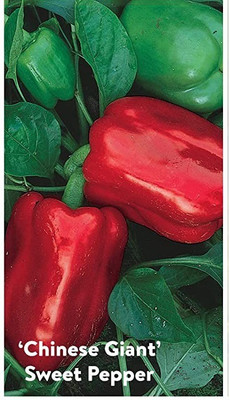 VibeX NBIR-25 - Hybrid Pepper California Wonder - (1350 Seeds) Seed(1350 per packet)