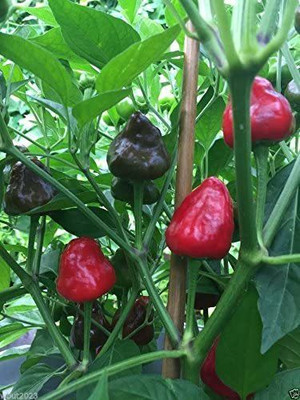 VibeX ® RXI-718 Facing heaven pepper Seeds,CHAO TIAN JIAO Seed(200 per packet)