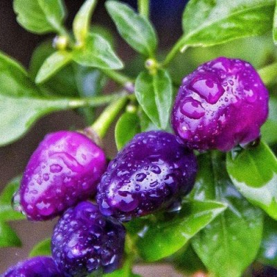 CYBEXIS GBPUT-44 - Dwarf Chilli Little Blue Exotic Mini Hot Pepper - (450 Seeds) Seed(450 per packet)