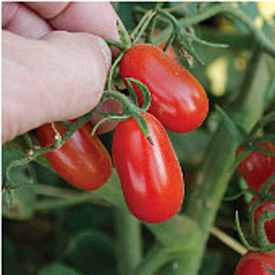 CYBEXIS VXI-36 - Red Grape Tomato - (1350 Seeds) Seed(1350 per packet)