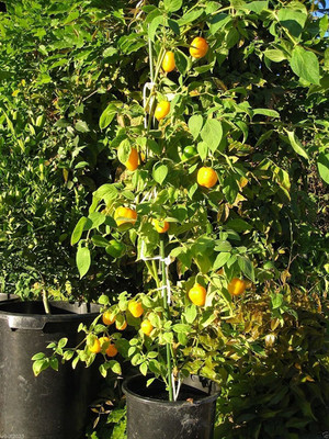 VibeX ® VMR-337 Yellow Mazano, Apple Chilli Seeds Can live over 15 years Seed(200 per packet)