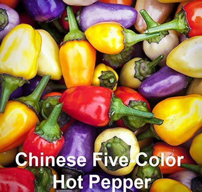 VibeX LX-98 - Chinese Five-Color Chilli - (150 Seeds) Seed(150 per packet)