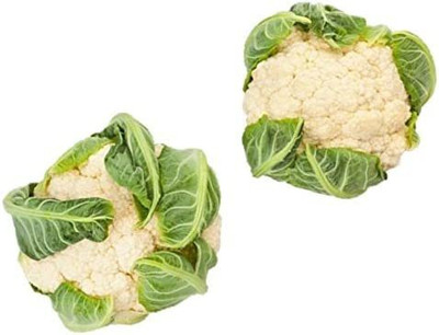 CYBEXIS TLX-75 - Snowball Y Improved Cauliflower - (150 Seeds) Seed(150 per packet)