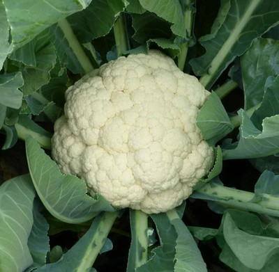 CYBEXIS VVI-4 - Cauliflower for Planting - (450 Seeds) Seed(450 per packet)