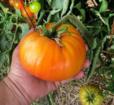 VibeX Tomato Seed(200 per packet)