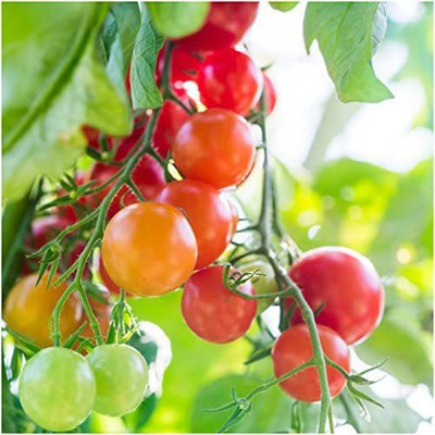 VibeX ® VMR-329 Large Red Cherry Tomato Seeds Seed(200 per packet)