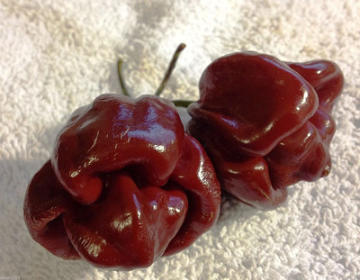 Biosnyg ™SBN-969 Scotch Bonnet Chilli Seed(200 per packet)