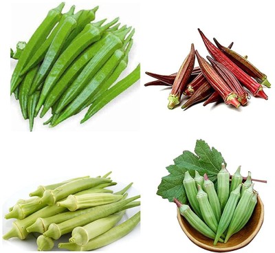 VibeX XL-29 - Organic Green White Red Throne Fresh Okra - (150 Seeds) Seed(150 per packet)