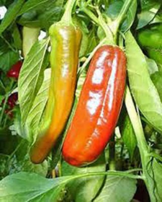 VibeX ® XXL-264 Pepper Anaheim, Heirloom Chilli Seeds Mildly Spicy Seed(200 per packet)