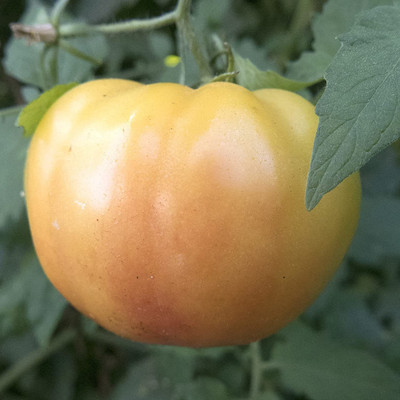 VibeX ® VMR-924 Hillbilly - Regular Leaf Tomato Seeds Seed(200 per packet)