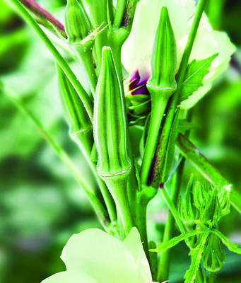 VibeX ® VMR-602 Okra Clemson Spineless Green Seed(100 per packet)