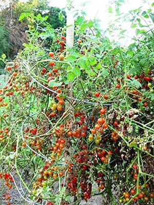 CYBEXIS LX-13 - Non-GMO Extra Sweet Tomato - (1350 Seeds) Seed(1350 per packet)