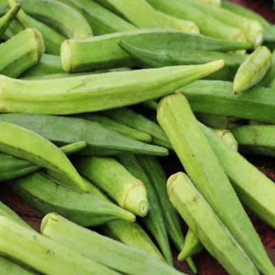 CYBEXIS NBIR-8 - Vegetable Okra (Bhindi) - (1350 Seeds) Seed(1350 per packet)