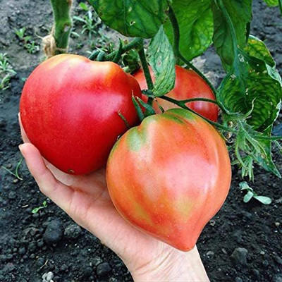 VibeX ® VMR-721 Seeds Tomato Bulls Oxheart Red Large Seed(200 per packet)