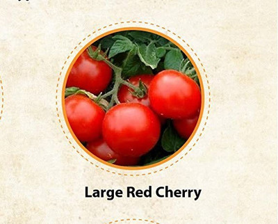CYBEXIS LXI-22 - Large red Cherry tomato - (150 Seeds) Seed(150 per packet)