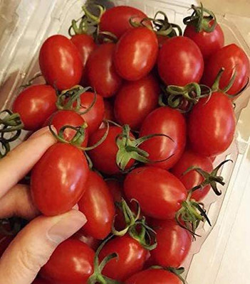 WILLVINE NBIR-977 German Red Strawberry Tomato Seeds Seed(200 per packet)