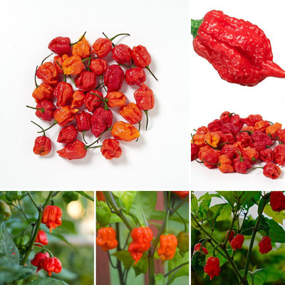 CYBEXIS GUA-32 - Carolina Reaper Chilli - (1350 Seeds) Seed(1350 per packet)