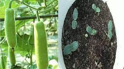 KANAYA Bottle Gourd ( Lauki/ Lau/Clabash) Seeds Seed(22 per packet)