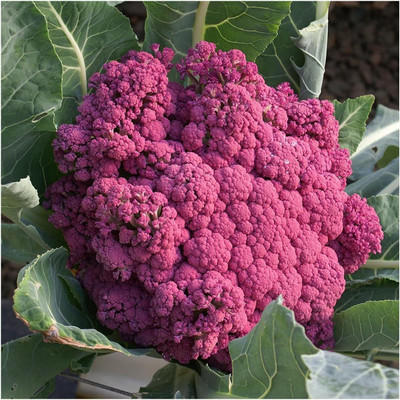 CYBEXIS NDIR-17 - Purple Sicily Cauliflower - (150 Seeds) Seed(150 per packet)