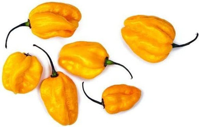 VibeX ® LXI-878 Yellow Habanero Pepper Chilli Seeds Seed(200 per packet)