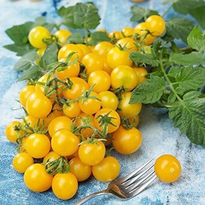 WILLVINE XL-556 Lemon Drop Improved F1 Hybrid Cherry Tomato Seed(200 per packet)